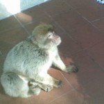 affe Gibraltar-Affe